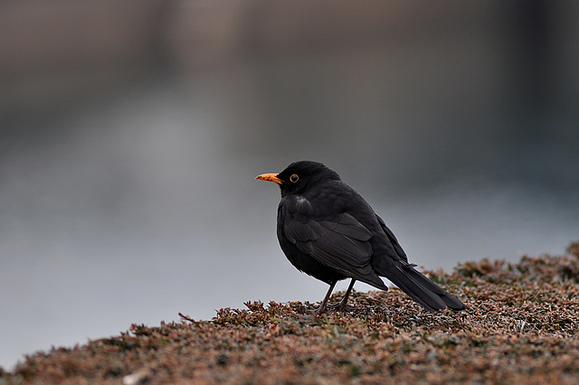 BESANCON: Un merle (Turdus merula).