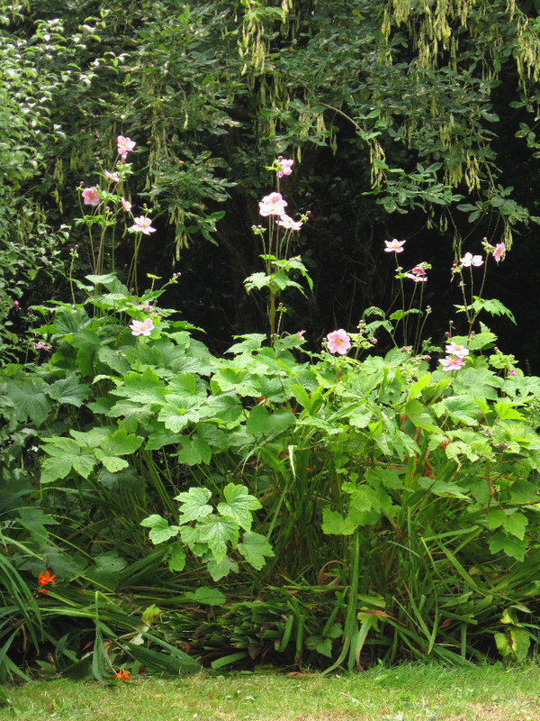 Some Japanese anemone starting up