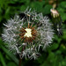 BESANCON: Une fleur de pissenlit (Taraxacum albidum).