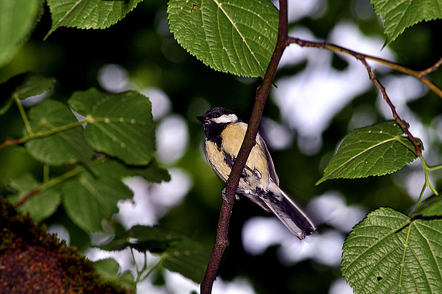 BESANCON: Une mésange charbonnière (Parus major).