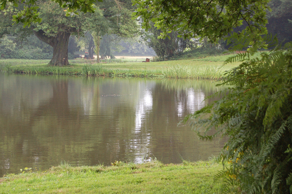 kverko ĉe lago (Eiche am See)