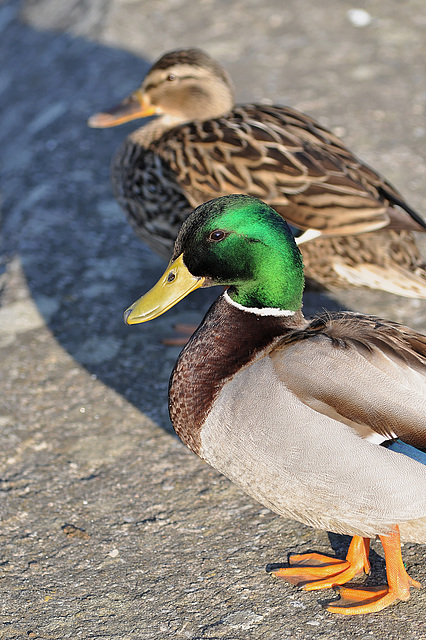 BESANCON: Un canard colvert (Anas platyrhynchos).