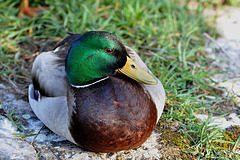 BESANCON: Un canard colvert (Anas platyrhynchos).