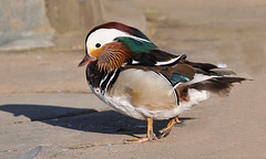 BESANCON: Un canard mandarin (Aix galericulata).