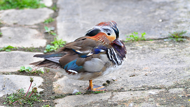 BESANCON: Un mandarin (Aix galericulata).