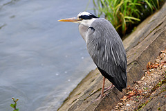 BESANCON: Un héron cendré (Ardea cinerea).