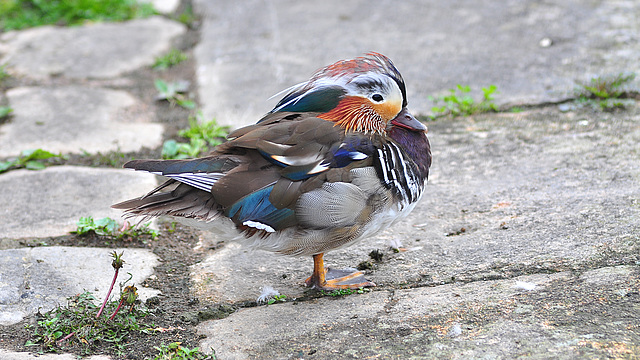 BESANCON: Un mandarin (Aix galericulata).