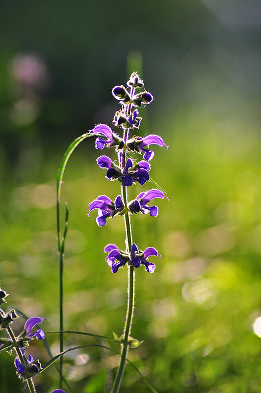 BESANCON: Une fleur.