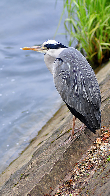 BESANCON: Un héron cendré (Ardea cinerea).