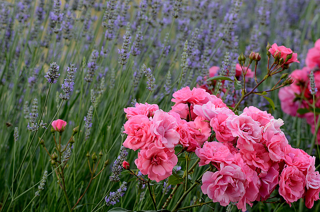 BESANCON: Des roses et de la lavande.