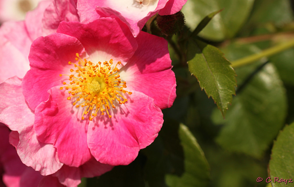 Dog Rose