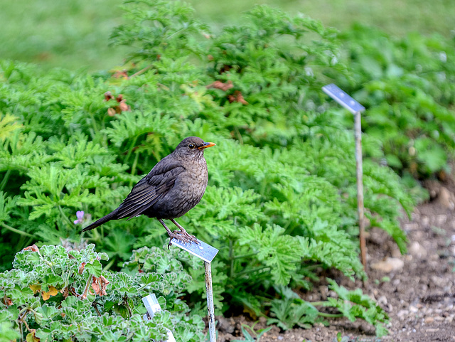 BESANCON: Jardin botanique: Un jeune merle (Turdus merula).