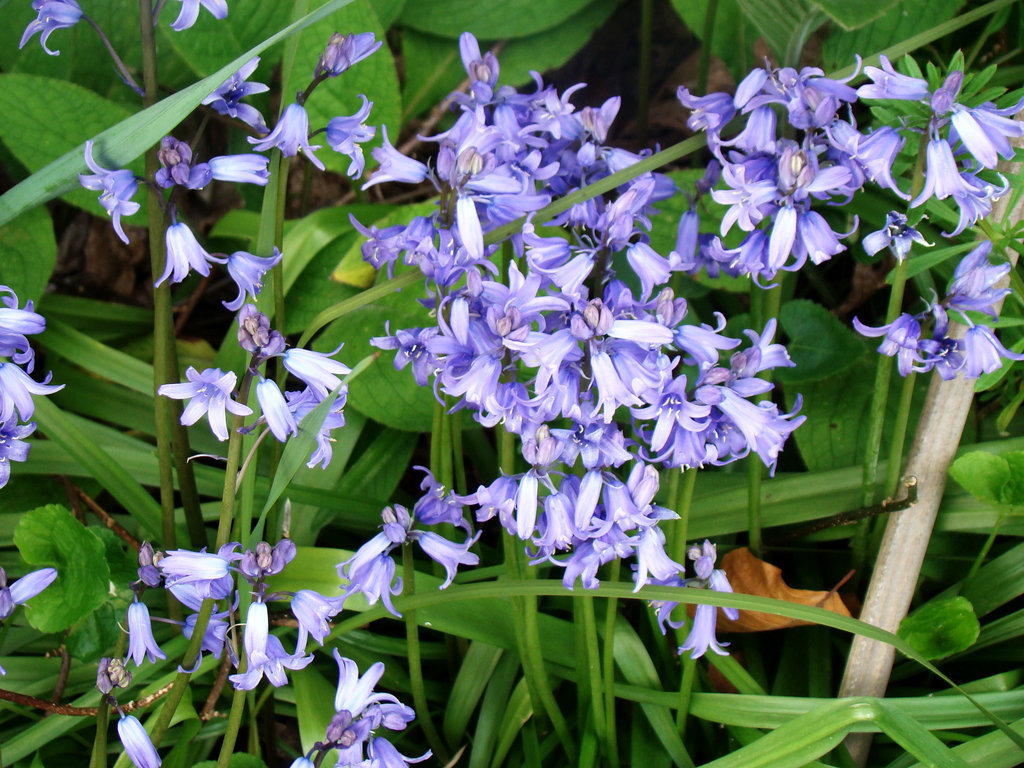 Bluebells