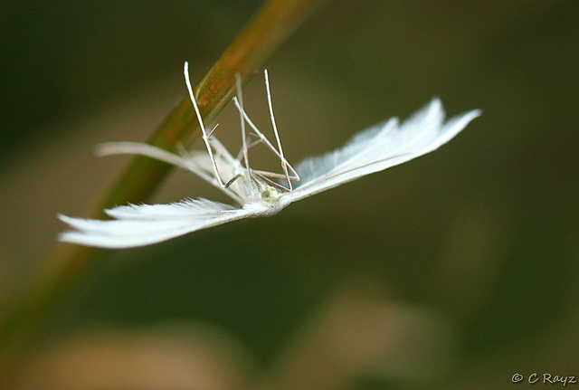 White Plume Moth