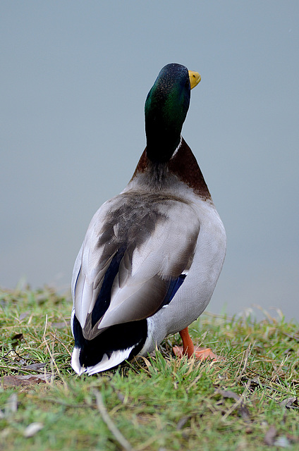 BESANCON: Un canard Colvert.