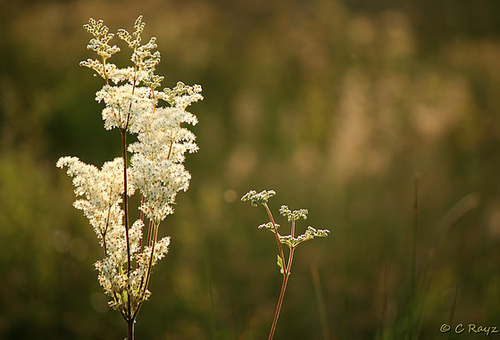 Meadow Sweet