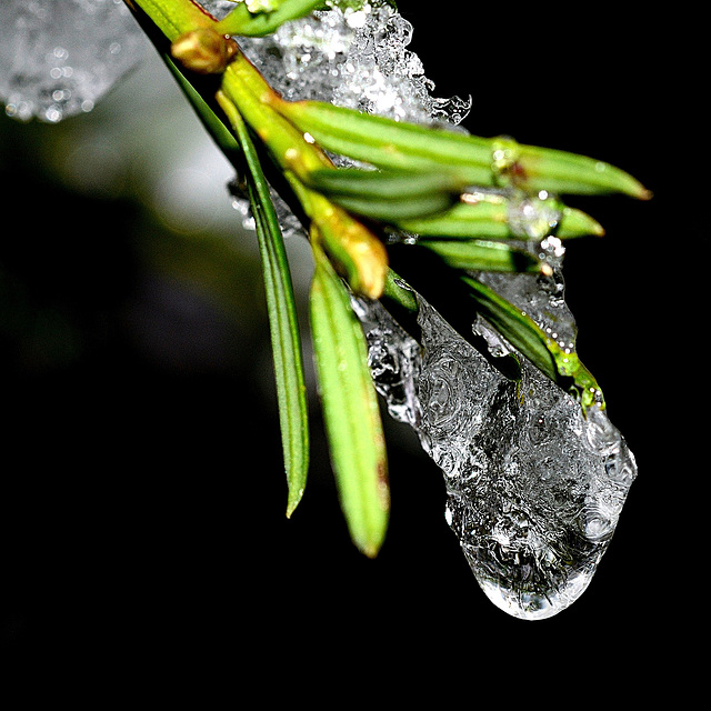 BESANCON: Glaçon sur un thuya 04.