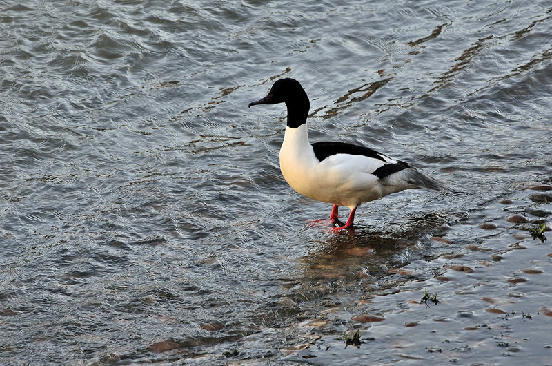 BESANCON: Un Harle bièvre (Mergus merganser).