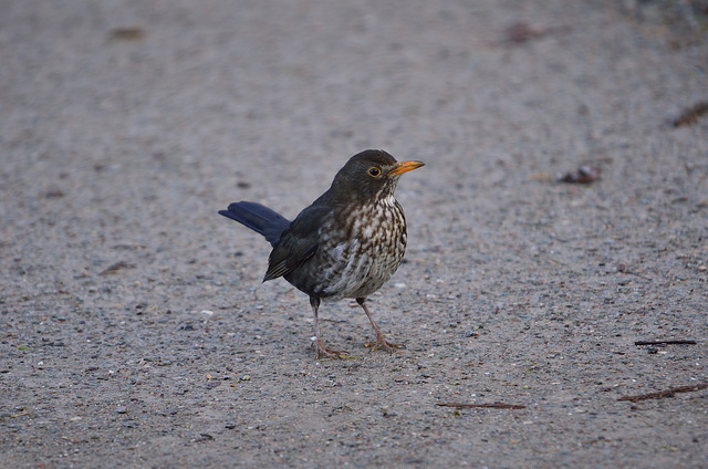 BESANCON: Un jeune merle  (Turdus merula).05.