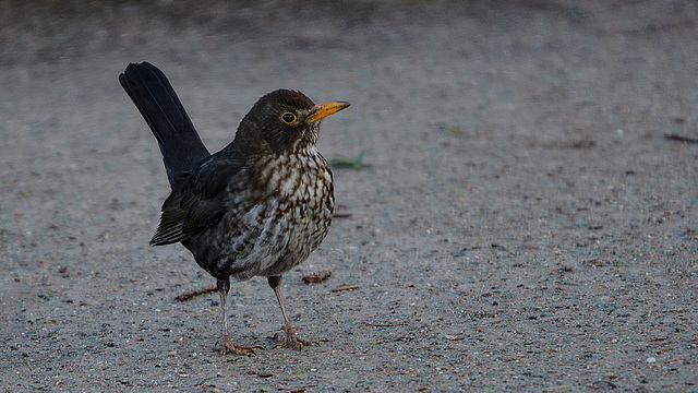 BESANCON: Un jeune merle  (Turdus merula). 03.