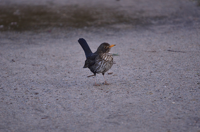 BESANCON: Un jeune merle  (Turdus merula). 02.