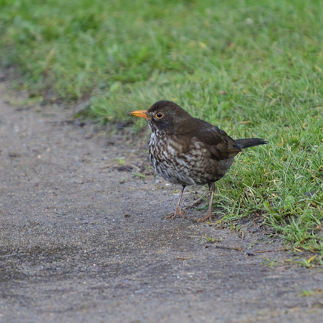 BESANCON: Un jeune merle  (Turdus merula).