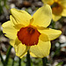 BESANCON: contre-jour d'une jonquille (Narcissus pseudonarcissus).