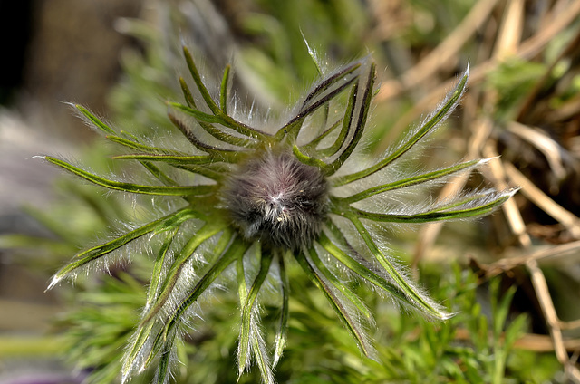 BESANCON: Une anémone pulsatille ou coquerelle (Pulsatilla vulgaris).