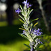 BESANCON: Une branche de romarin (Rosmarinus officinalis) en fleur.