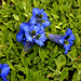 BESANCON: Fleur Gentiane de Clusius (Gentiana clusii).