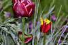 BESANCON: Une Tulipe ( tulipa ). .