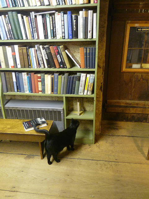 Baldwin's Book Barn cat