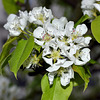 BESANCON: Fleurs de poiriers  (Pyrus communis L.)