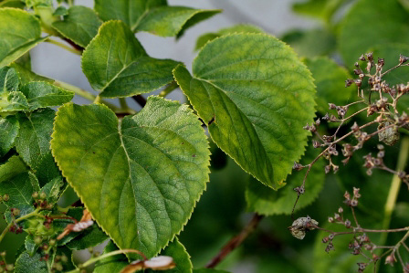 hydrangea