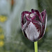 Rosée du matin sur une Tulipe ( Tulipa).