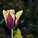 BESANCON: Une Tulipe ( Tulipa ). ( avec flash).