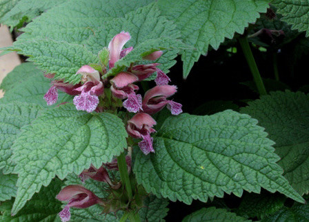 Lamium orvala