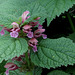 Lamium orvala