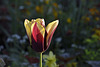 BESANCON: Une Tulipe ( Tulipa ). ( sans flash ).