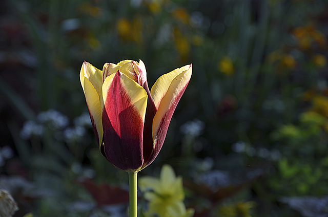 BESANCON: Une Tulipe ( Tulipa ). ( sans flash ).