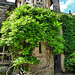 gwydir castle, llanwrst, gwynedd