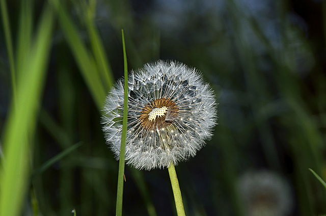 BESANCON: Une fleur de pissenlit (Dent-de-lion).