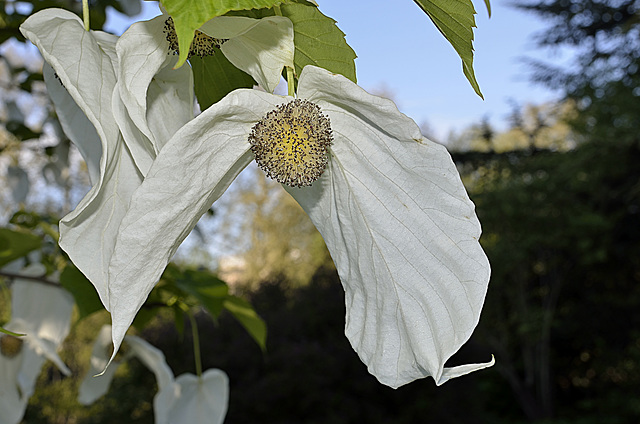 BESANCON: Un arbre aux pochettes (Davidia Involucrata).