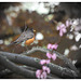 American Robin