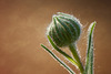 Tarweed Bud Glistening Droplets of Resin