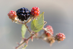 Beautiful Blackberries