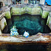 st.winefride's well, holywell, clwyd