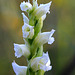 Hooded Ladies'-tresses