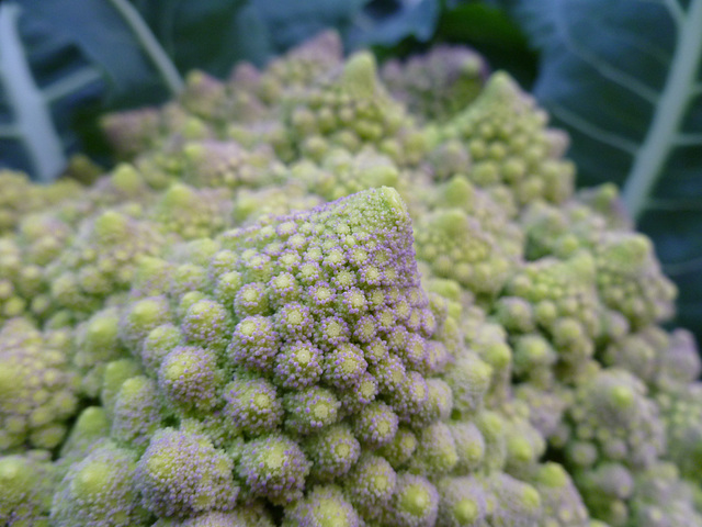 romanesco