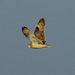 Short Eared Owl